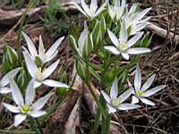 Crocus (3) (Photo F. Mrugala)